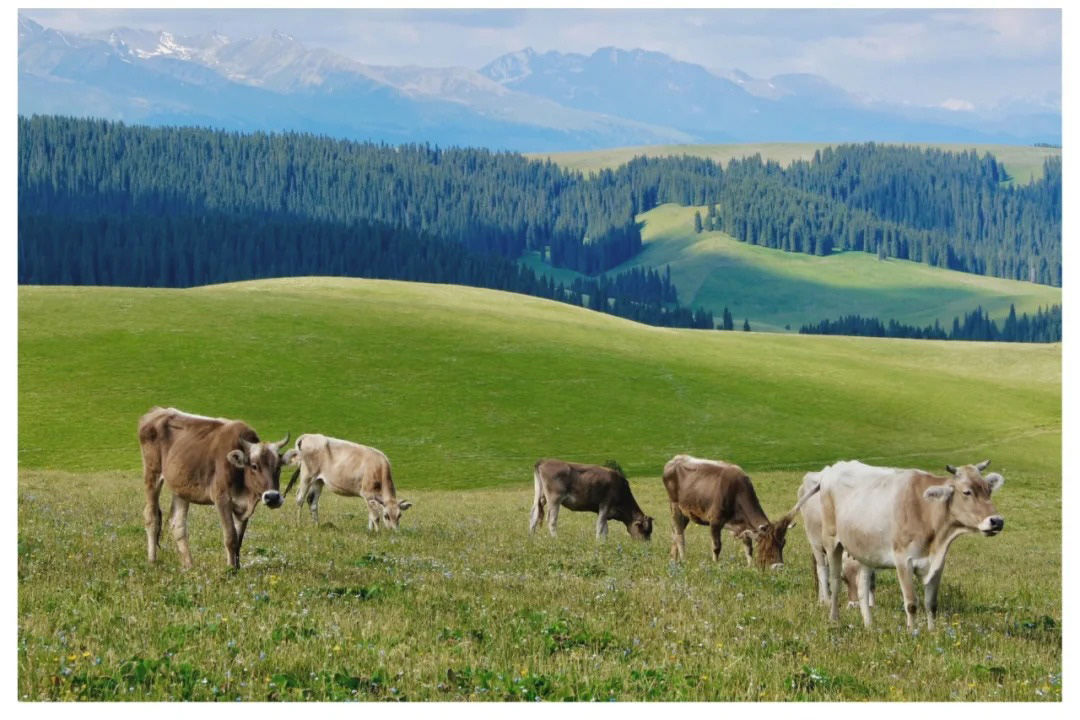 乌鲁木齐中国国际旅行社电话